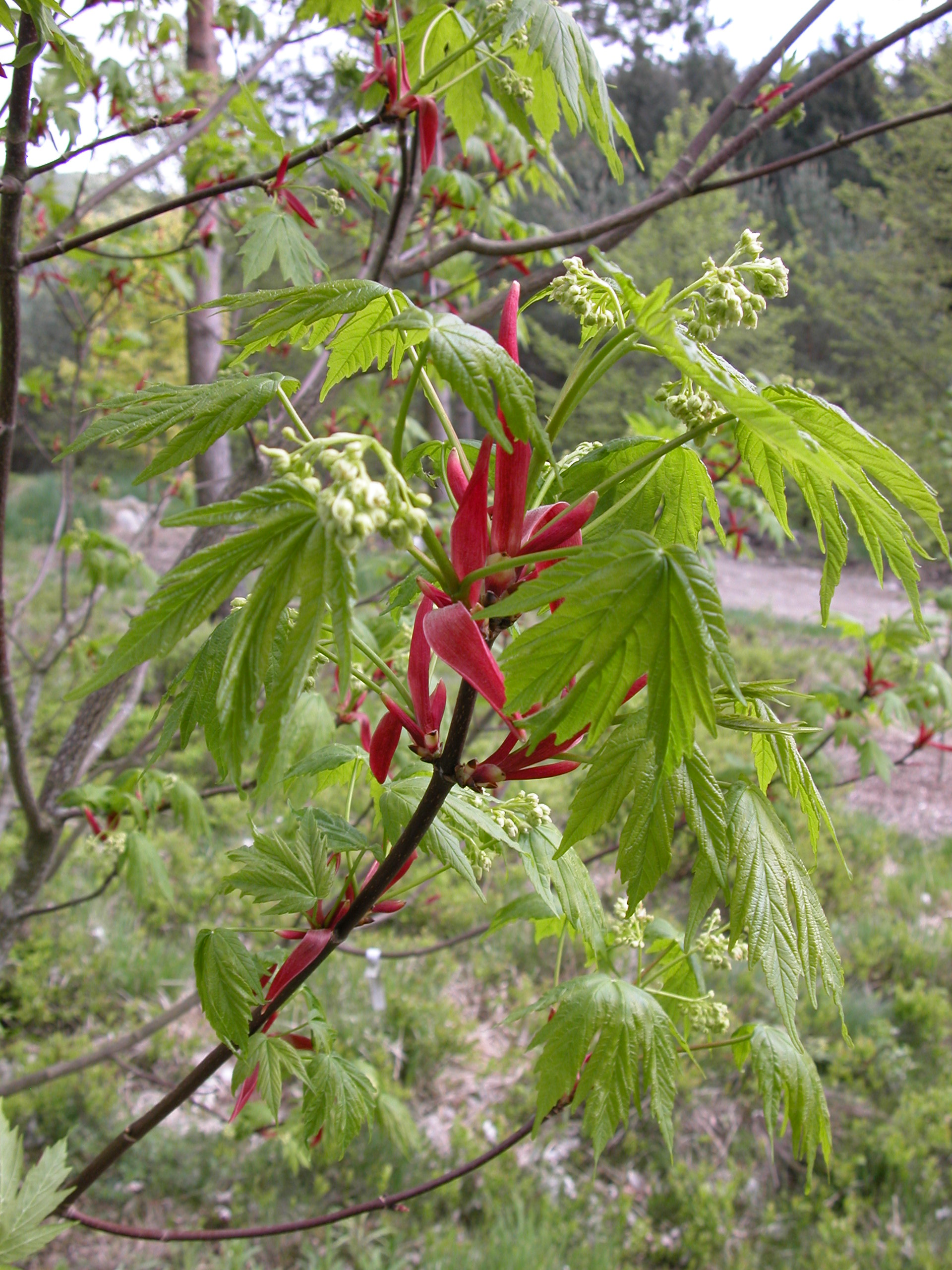En dekorativ lønn fra Balkan (Acer heldreichii subsp. trautvetteri)